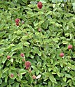 <i>Sanguisorba officinalis</i> ‘Tanna’