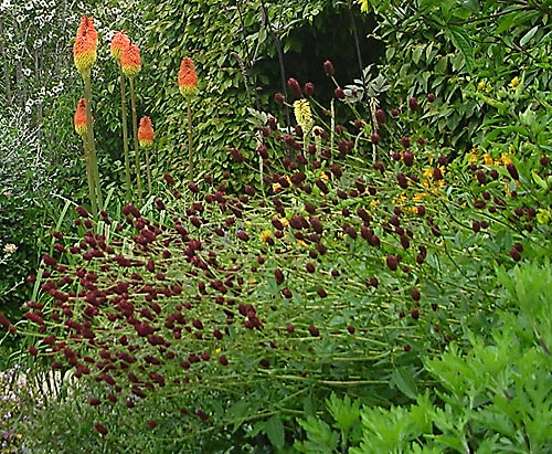 Sanguisorba menziesii