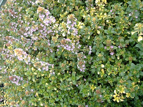 Thymus ‘Doone Valley’