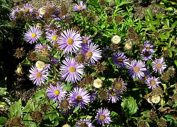 Aster asperulus