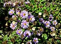 Aster asperulus