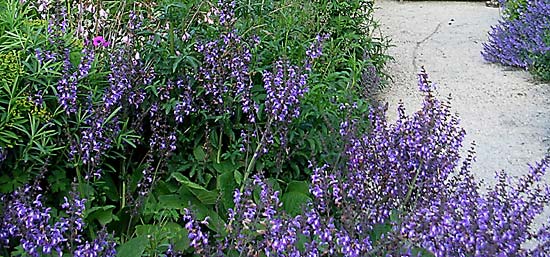 Salvia forsskaolii