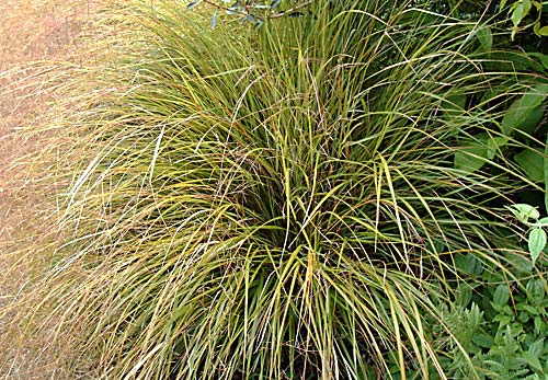 Plug Plants Stipa 12 x Pheasant Tails Grass