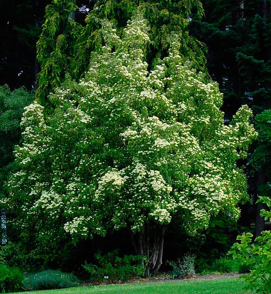 Cornus capitata