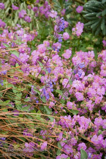 Geranium cantabrigiense ‘Cambridge Blue’