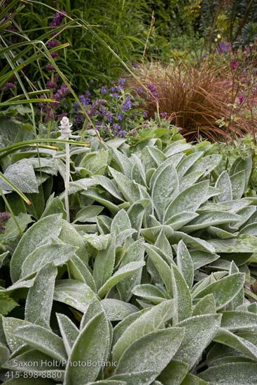 Stachys byzantina ‘Helen von Stein’