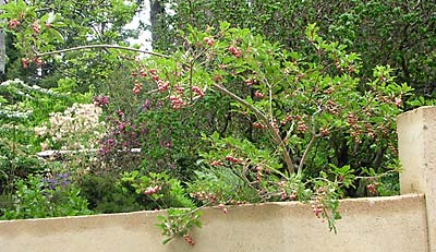 Enkianthus campanulatus