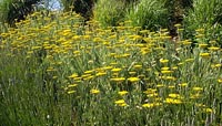 Achillea