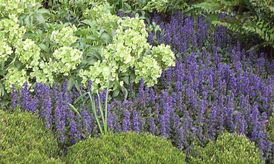 Ajuga reptans ‘Catlin’s Giant’