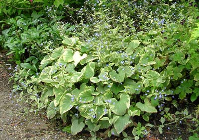 Brunnera macrophylla Hadspen Cream