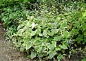 Brunnera