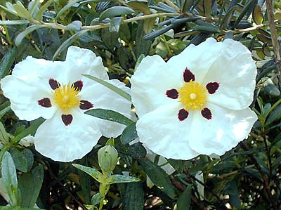 <em>Cistus</em>  ‘Snow Fire’