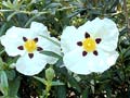 Cistus