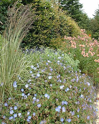 <i>Geranium wallichianum</i> ‘Buxtons Variety’