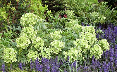 Helleborus argutifolius