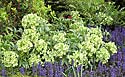 Helleborus argutifolius