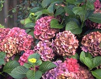 Image of Hydrangea petiolaris miranda pink climbing hydrangea