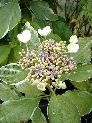 Hydrangea macrophylla ‘Lemon Wave’