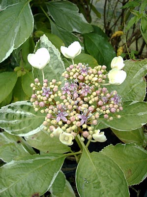 Hydrangea macrophylla Lemon Wave