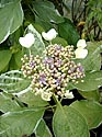 <i>Hydrangea macrophylla</i> ‘Lemon Wave’