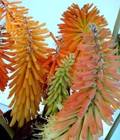 Kniphofia