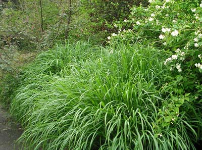 Miscanthus sinensis var. condensatus