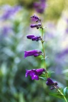 Penstemon