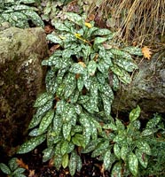 Pulmonaria