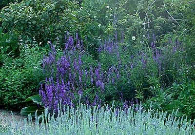 Salvia nemorosa Amethyst