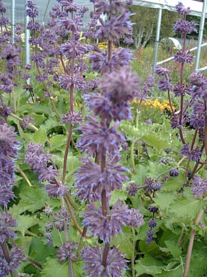 Salvia verticillata ‘Purple Rain’