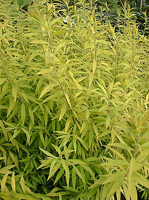 Spiraea thunbergii ‘Ogon’