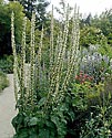 Verbascum