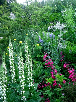 Penstemon Schoenholzeri