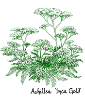 <i>Achillea</i> ‘Inca Gold’