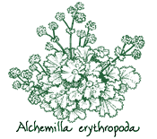 <i>Alchemilla erythropoda</i>
