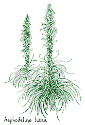 <i>Asphodeline lutea</i>