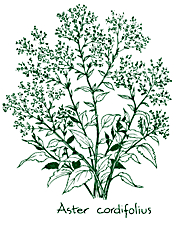 <i>Aster cordifolius</i>