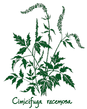 <i>Actaea racemosa</i>
