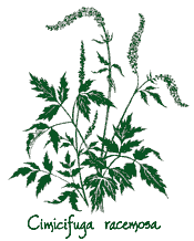 <em>Actaea racemosa</em>  ‘’