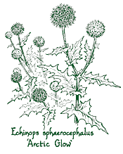 <i>Echinops sphaerocephalus</i> ‘Arctic Glow’