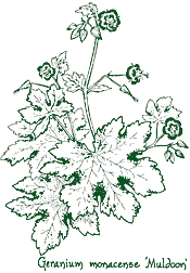 <i>Geranium monacense</i> ‘Muldoon’