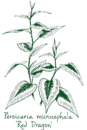 <i>Persicaria microcephala</i> ‘Red Dragon’