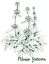 <i>Phlomis fruticosa</i>