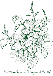 <i>Plectranthus argentatus</i> ‘Longwood Silver’