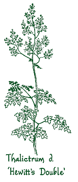 <i>Thalictrum delavayi</i> ‘Hewitts Double’