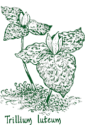 <i>Trillium luteum</i>