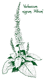 <i>Verbascum nigrum</i> ‘Album’