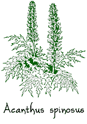 <i>Acanthus spinosus</i>