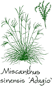 <i>Miscanthus sinensis</i> ‘Adagio’
