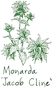 <i>Monarda didyma</i> ‘Jacob Cline’